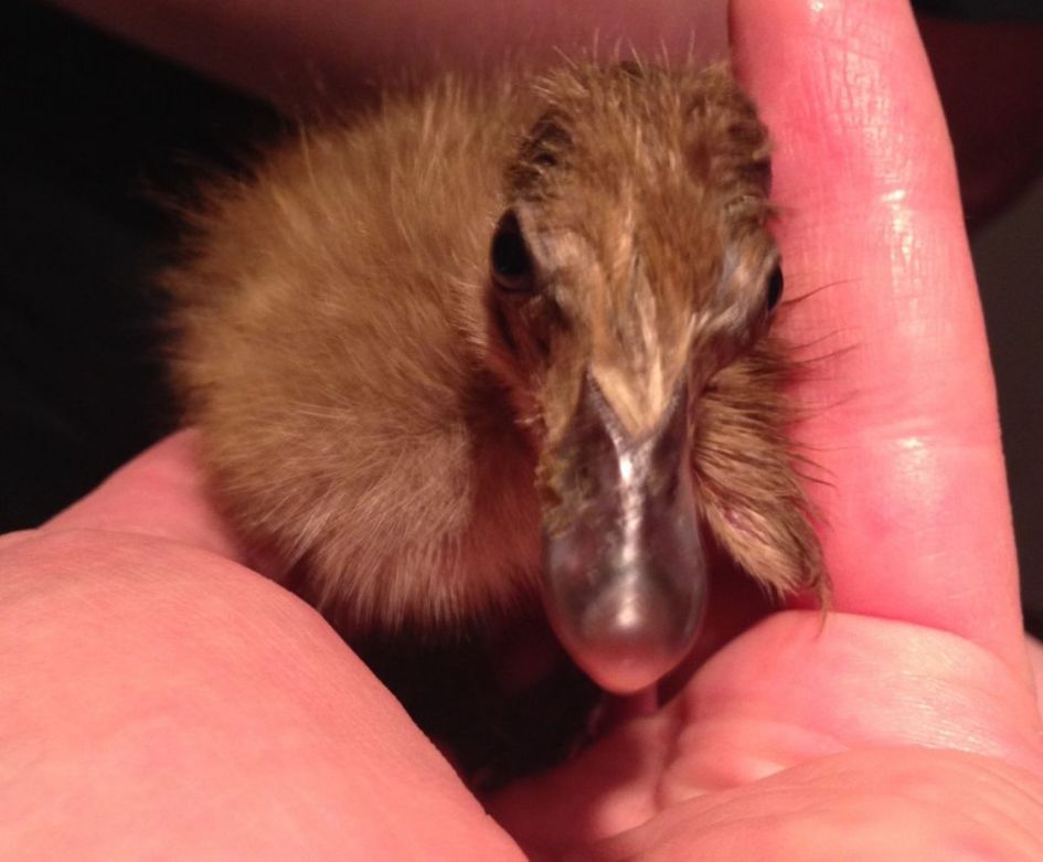 A tiny duckling in the palm of my hand.