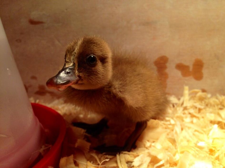 Duckth Vader drinking from his water feeder. A very cute duck photo